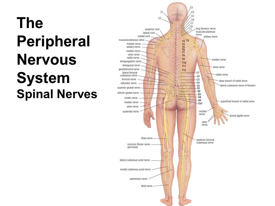 Massage of the nervous system